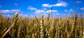 Feeding-the-world