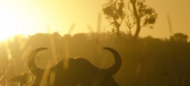 Buffalo sunrise