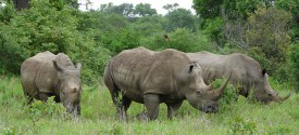 Rhino in the Kruger National Park