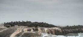 Seals at Duiker Island