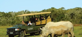 Shamwari game reserve game drives