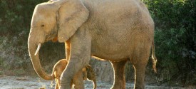 Sanbona Wildlife Reserve sees the birth of a baby elephant