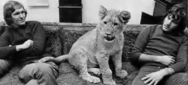 Lion Cub