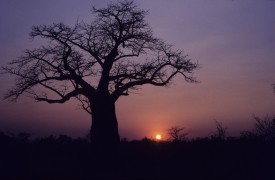 Botswana - Botswana