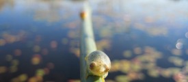 mtarlock - Little frog