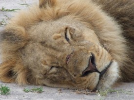Selinda - Lion in Selinda National Park