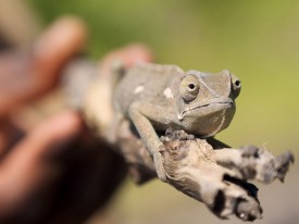 Selinda - Chameleon in Selinda National Park