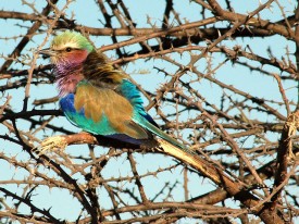Selinda - Lilac Breasted Roller in Selinda National Park