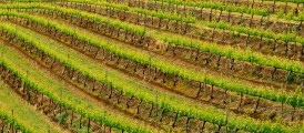 Pepe Pont - Capetonian Wineland