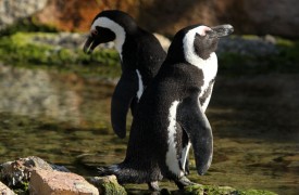 Cape Town - African Penguins