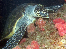 Kwa Zulu Natal - Turtle