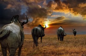 South Africa - The Wildebeeste