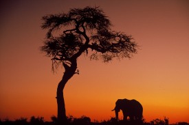 Kruger National Park - Elephant