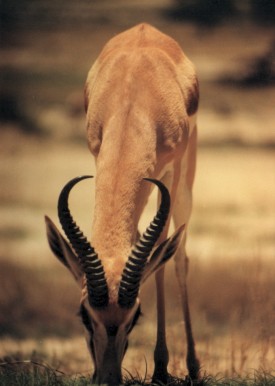 Kruger National Park - Kruger National PArk