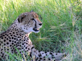 Kruger National Park - Cheetah - South Africa Safari - Djuma Game Reserve - Sabi Sand - Kruger National Park