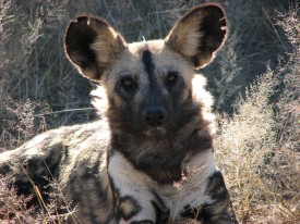 Kruger National Park - Wild dog