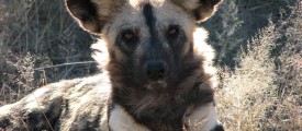   jespahjoy  - Wild dog