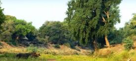 Pafuri Walking Trail in Kruger Park - 