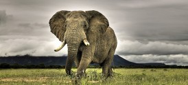 Family Safari in the Greater Kruger Park - Elephant