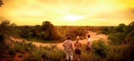 Kruger Walking Safari - Walking Safari in Kruger