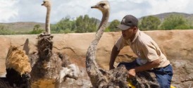 Garden Route Guided Tour: PE to Cape Town - Ostrich Riding