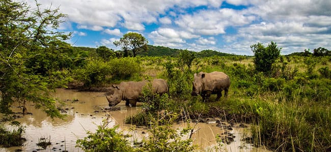 rhino hluhlwe imfolozi game reserve south africa safari