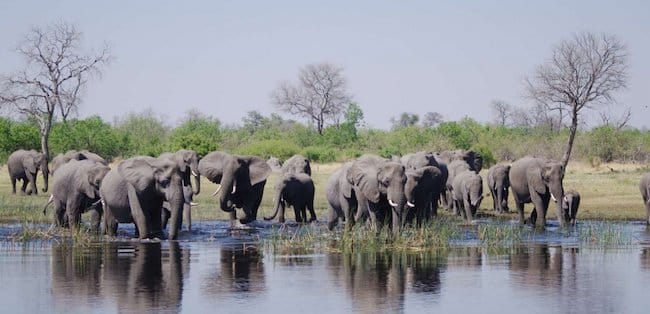 elephants in africa big five safari