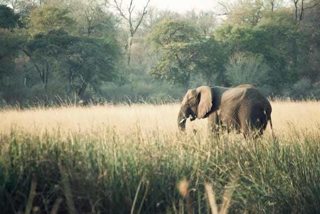 elephant in botswana discover africa