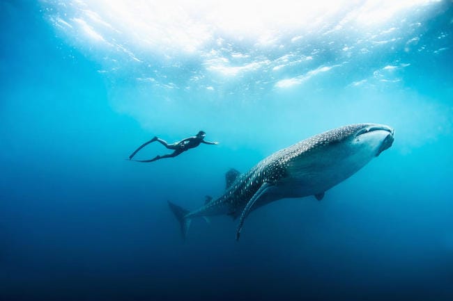 free diving whale shark zanzibar holiday