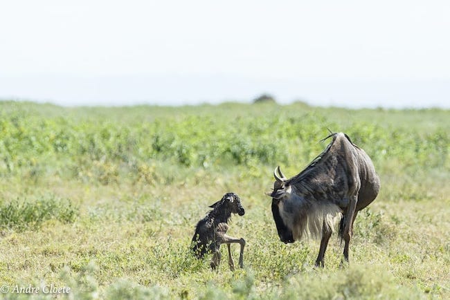 calving season great migration safari
