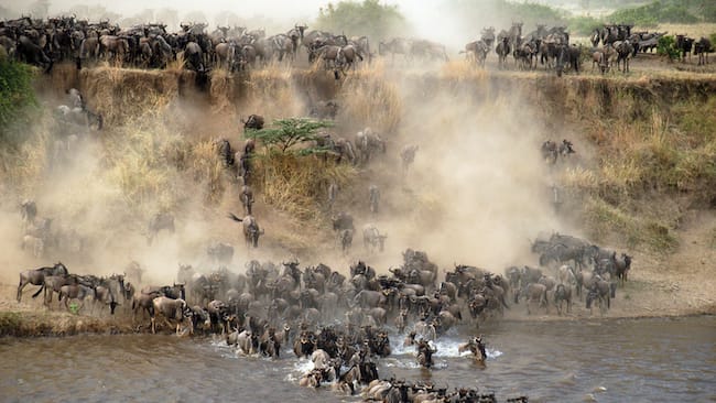 northern serengeti wildebeest migration