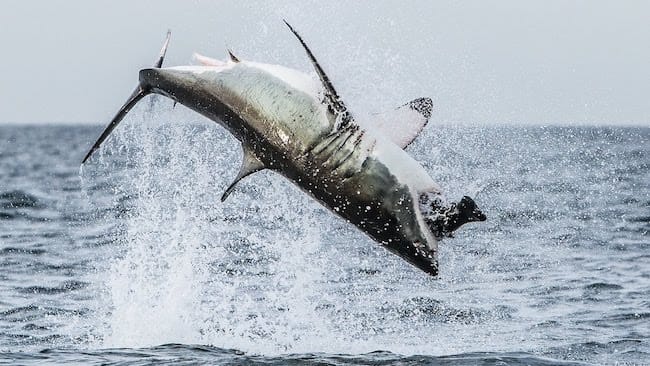 shark breaching south africa
