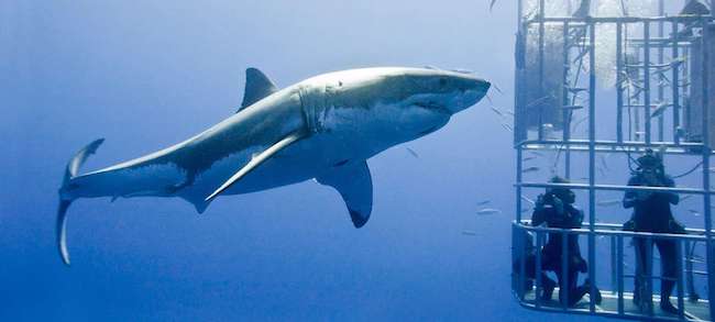 shark cage diving mossel bay south africa safari
