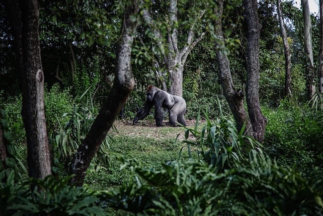silverback gorilla trekking rwanda safari