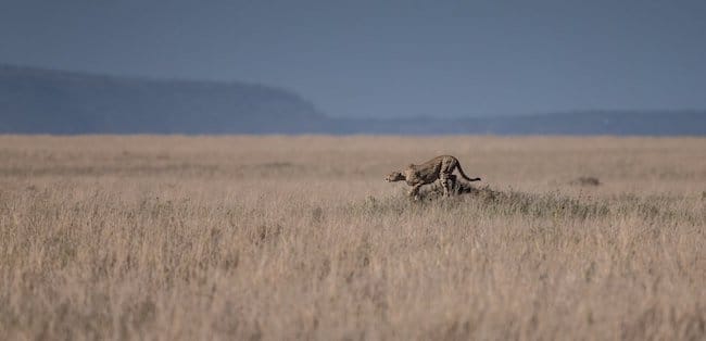 tazania safari cheetah wildlife