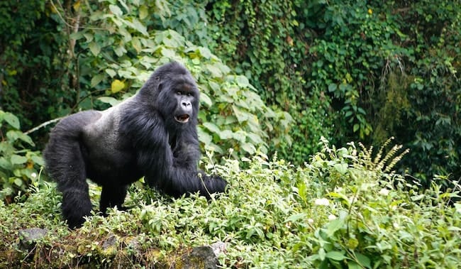 virunga mountain gorilla trekking