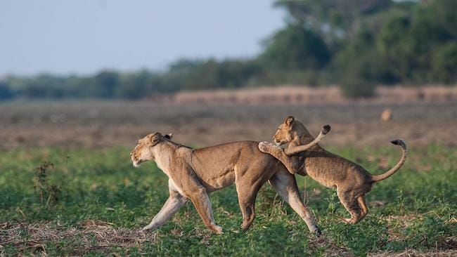 western zambia safari lion and cub