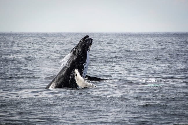 whale breaching south africa discover africa safaris