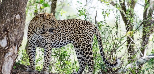 leopard big five safari africa