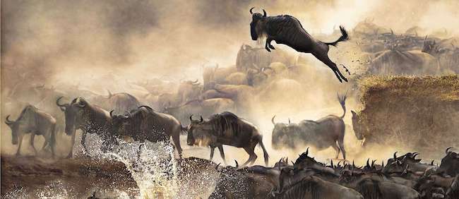 wildebeest migration river crossing